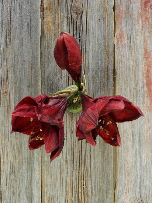 BENEFICIA BURGUNDY AMARYLLIS